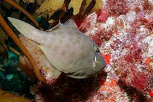 leatherjackets (Parika scaber)