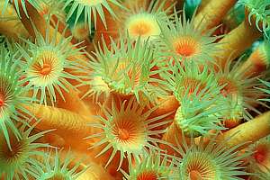 zoanthid anemones