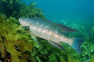 male butterfish (Odax pullus)