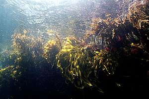 in the shallows of  Labrid Channel