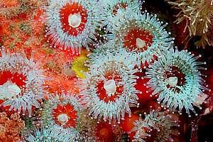 hardy jewel anemones (Corynactis haddoni)