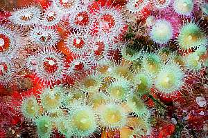 Jewel anemones (Corynactis haddoni)