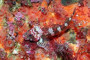 scalyheaded triplefin (Karalepis stewarti)