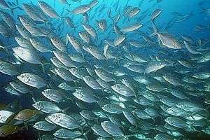 school of trevally (Pseudocaranx dentex)