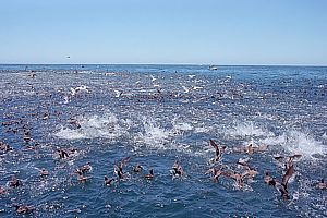 large school surface-feeding