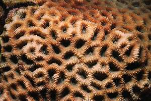 coral polyps by day
