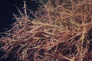 dead Vidalia red seaweed