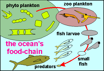 the marine food chain