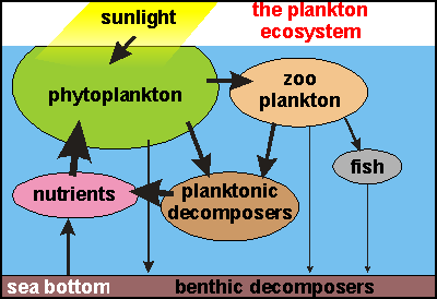 the plankton food chain