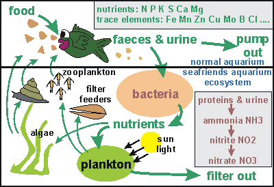 The aquarium ecosystem