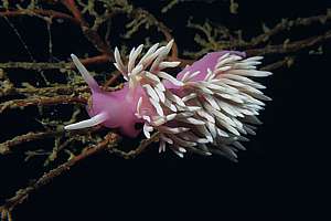 Jason nudibranch on a hydroid tree