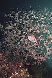 sick black coral tree in Milford Sound