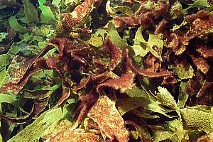 ecklonia kelp infested with red seaweeds