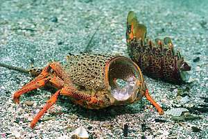crayfish moult