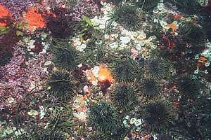 sea urchins living from cast seaweed