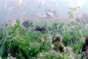 decomposing sea lettuce