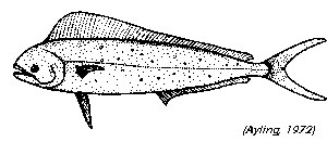 dophinfish drawing