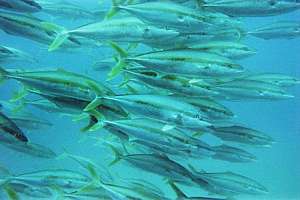 school of kingfish