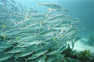 jack mackerels resting. Trachurus novae-zelandiae