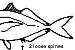 jacks have 2 loose anal spines