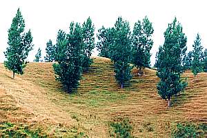 spaced tree planting on hill side