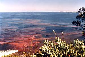 Noctiluca scintillans plankton bloom