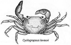 Cyclograpsus lavauxi