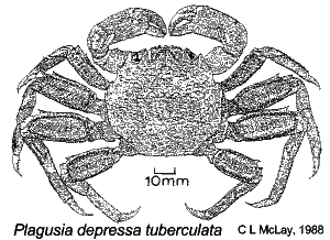 Plagusia depressa tuberculata