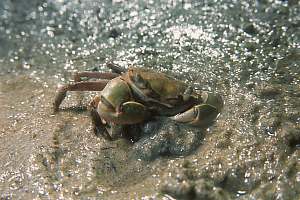f215229: mudcrab disappearing into the mud