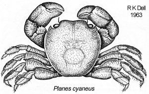 Planes cyaneus