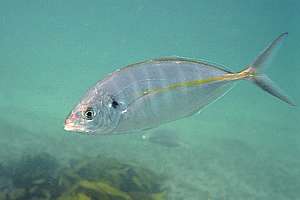 young silver trevally Pseudocaranx dentex