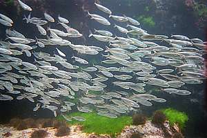 ocean jackmackerel Trachurus declivis