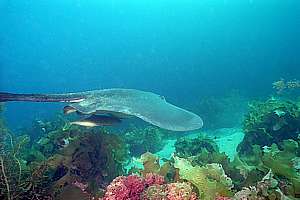 small kingfish hiding underneath a long-tailed stingray