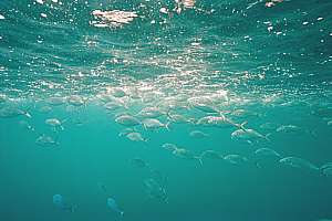 trevally feeding frenzy seen underwater