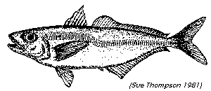 jackmackerel