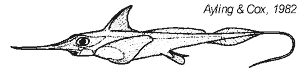 Long-nosed chimaera