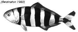 piolt fish
