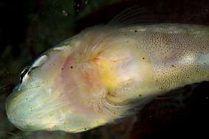 closeup of clingfish suction disc