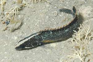 olive rockfish Acanthoclinus fuscus