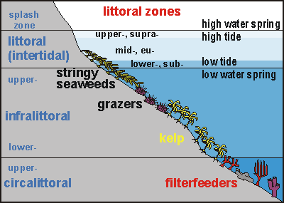 zoning of the rocky shore