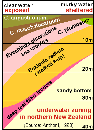 Exposure diagram for rocky shores of NE New Zealand