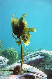 urchin ready to chop kelp tree