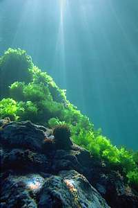 sea lettuce out of reach of urchins
