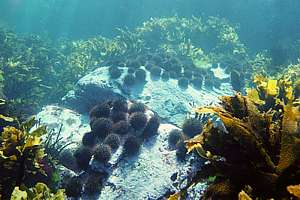 urchins crowding on a rock