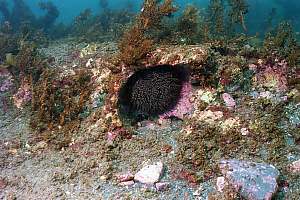 f030234: sea urchin and brown fluff