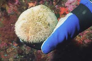 A small giant heat urchin