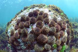 urchins crowding a boulder