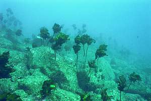 dying kelp Arid Island