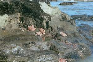 predatory starfish drying out while reaching for black mussels