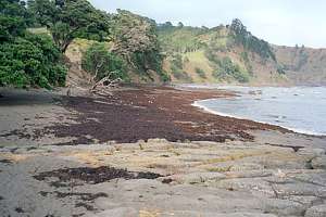 a kelp wash-up: natural disaster?